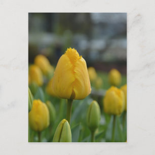 Gelbe Tulipen im Feld Postkarte