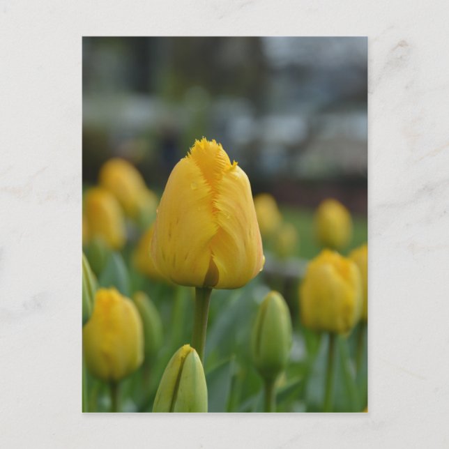 Gelbe Tulipen im Feld Postkarte (Vorderseite)