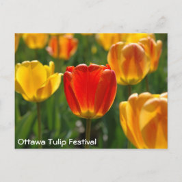 Gelbe Tulipen, Orangefarbene Tulpen Postkarte