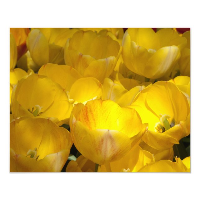 Gelbe Tulips 20" x 16" Foto drucken (Vorne)