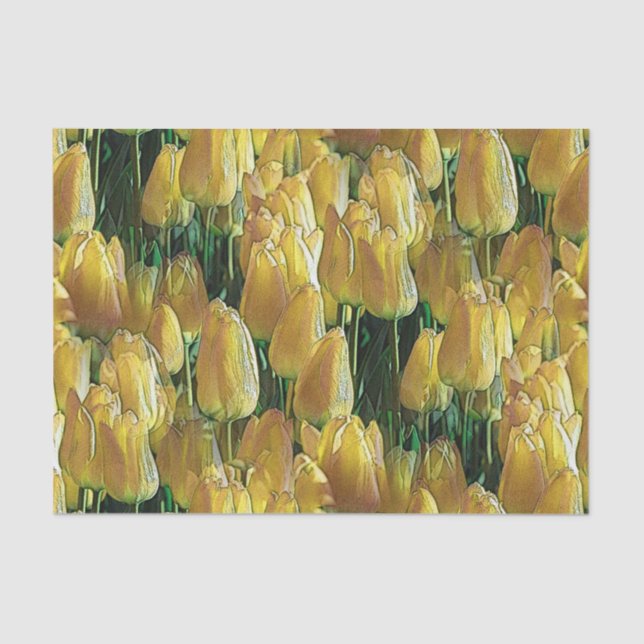 Gelbe Tulips Seidenpapier (Vorderseite)