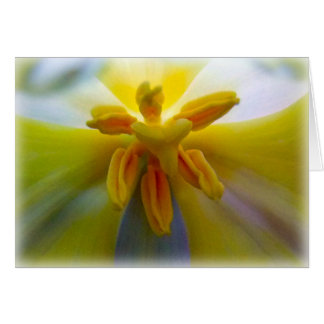 Gelbe Tulpe