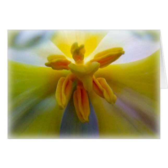 Gelbe Tulpe (Vorderseite (Horizontal))