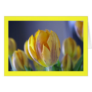Gelbe Tulpe