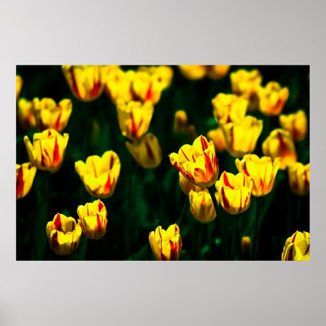 Gelbe Tulpe-Blume Poster (Vorne)