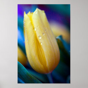Gelbe Tulpe-Blume-Poster Poster