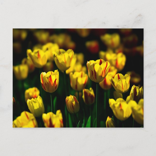 Gelbe Tulpe-Blume Postkarte (Vorderseite)