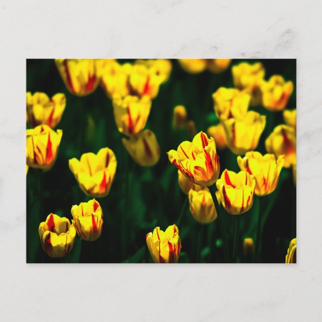 Gelbe Tulpe-Blume Postkarte (Vorderseite)