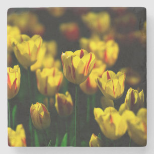 Gelbe Tulpe-Blume Steinuntersetzer