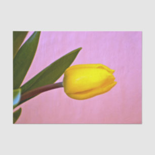 Gelbe Tulpe, grüne Blätter, auf Rosa Seidenpapier
