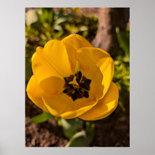 Gelbe Tulpe im Frühling Makro Poster