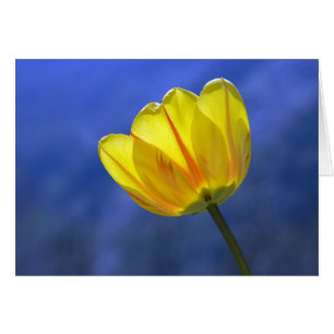 Gelbe Tulpe Leere Florale Blumen Grußkarte
