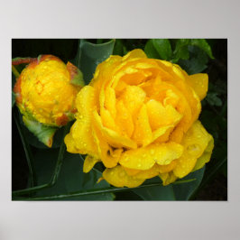 Gelbe Tulpe vom Keukenhof Park Poster