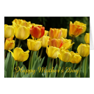 Gelbe Tulpen