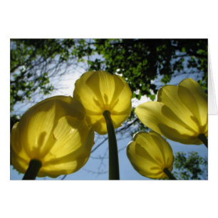 Gelbe Tulpen