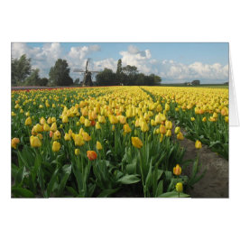 Gelbe Tulpen auf einem Gebiet und Windmühle in