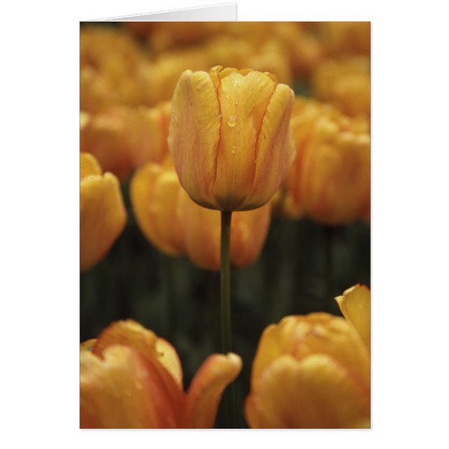 Gelbe Tulpen-Blankkarte (Vorne)