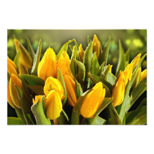 Gelbe Tulpen-Fotodruck Fotodruck