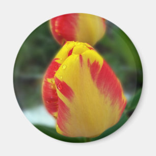 Gelbe Tulpen Magnet