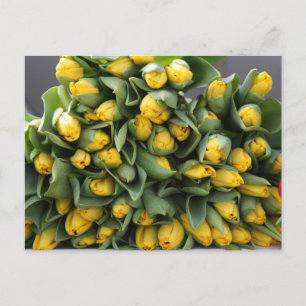 Gelbe Tulpen Postkarte