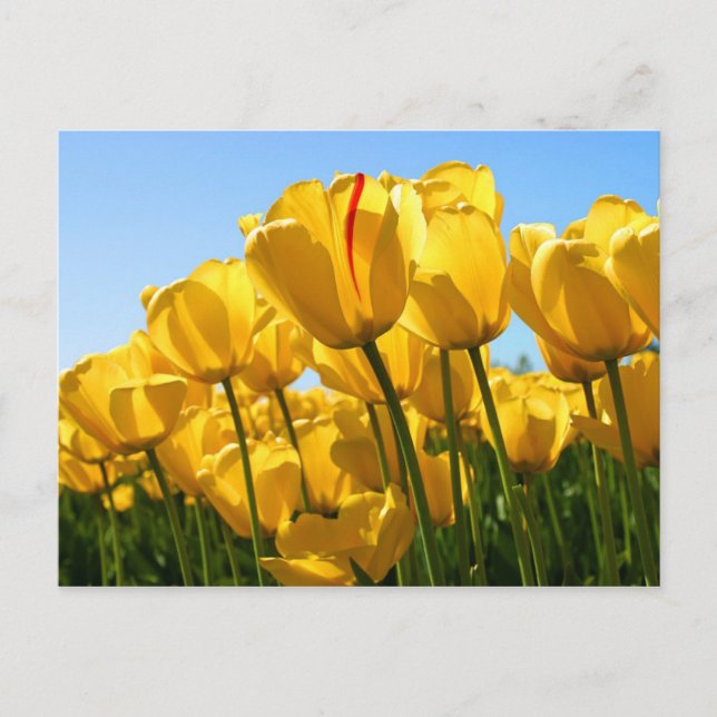 Gelbe Tulpen Postkarte (Vorderseite)