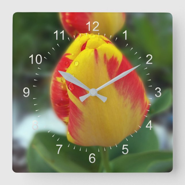 Gelbe Tulpen Quadratische Wanduhr (Vorderseite)