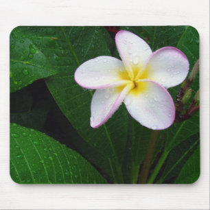 Gelbe u. weiße hawaiische Plumeria-Blume Mousepad