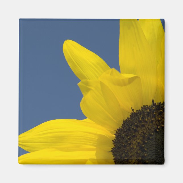 Gelbe und blaue Sonnenblumenecke Magnet (Vorne)