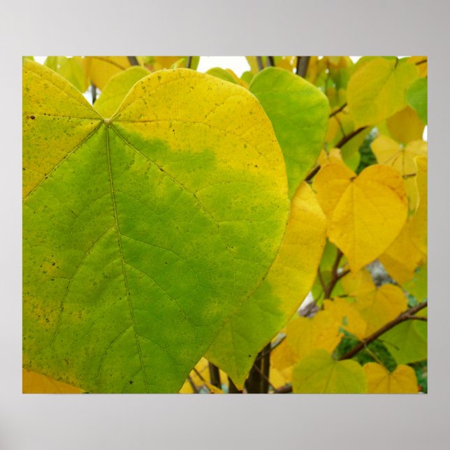 Gelbe und grüne Redbud-Blätter Poster (Vorne)