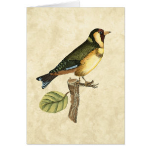 Gelbe und grüne Vögel auf einem kleinen Zweig