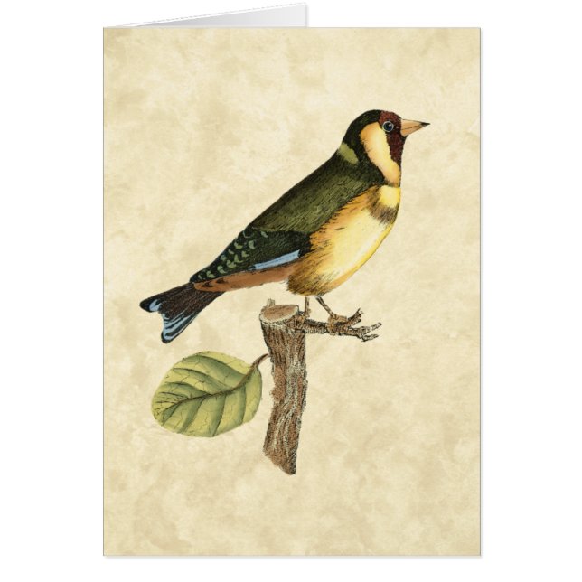 Gelbe und grüne Vögel auf einem kleinen Zweig (Vorne)