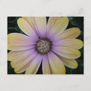 Gelbe und Lila Blume Postkarte