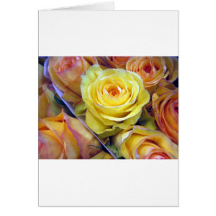 Gelbe und orange Rose