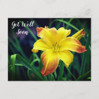 Gelbe und orange Taglilie werden bald gut