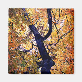 Gelbe und orangefarbene Blätter Magnet