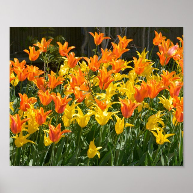 Gelbe und orangefarbene Tulpenbetten - Folie Poster (Vorne)