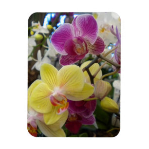 Gelbe und rosa Orchideen-Foto-Magnete Magnet