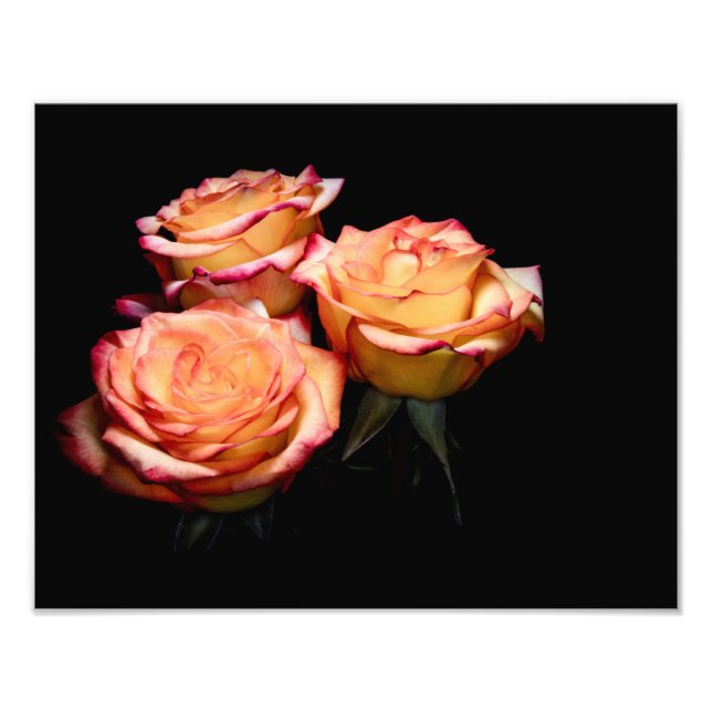 Gelbe und rosa Rosen 1998 Fotodruck (Vorne)