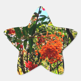 Gelbe und rote Beeren Stern-Aufkleber