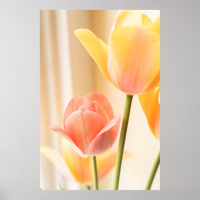 GELBE UND ROTE TULIP IN BLUME NAHES FOTO POSTER (Vorne)