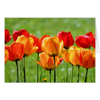 Gelbe und rote Tulissen