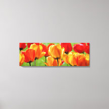 Gelbe und rote Tulissen