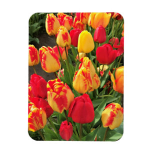 Gelbe und rote Tulissen Magnet
