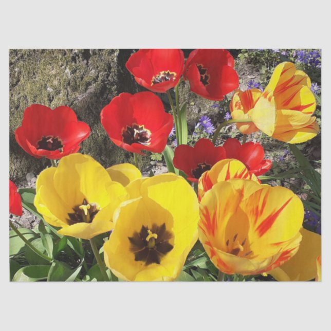 Gelbe und rote Tulissen Seidenpapier (Vorderseite)