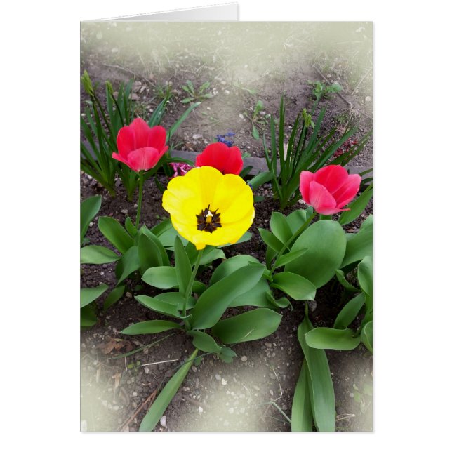 Gelbe und rote Tulpen (Vorne)