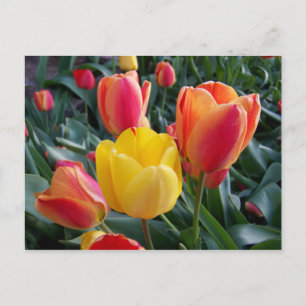 Gelbe und rote Tulpen Blumenfoto Postkarte
