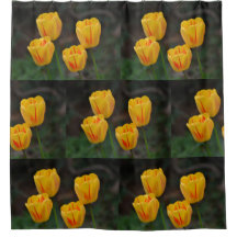 Gelbe und rote Tulpen