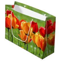 Gelbe und rote Tulpen