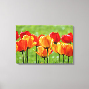 Gelbe und rote Tulpen Leinwanddruck