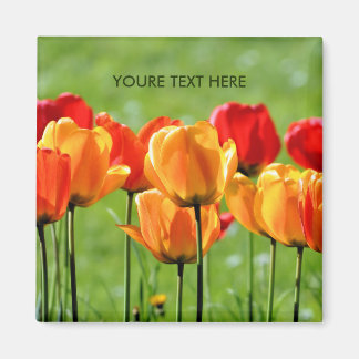Gelbe und rote Tulpen Magnet